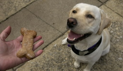 dog-biscuitsjpg-e5ca0d3bb62c2776_large.jpg